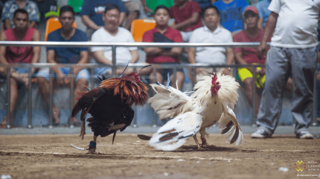 Giới Thiệu Về Đá Gà Philippines
