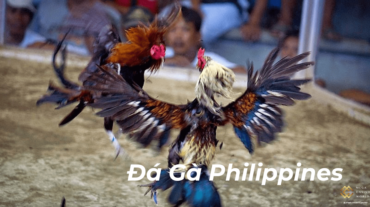 Đá Gà Philippines – Sân Chơi Đỉnh Cao Cho Người Đam Mê Đá Gà